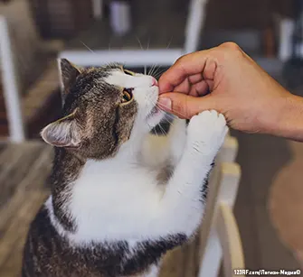 Сколько давать корма ROYAL CANIN® кошке