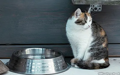 Сколько давать корма ROYAL CANIN® кошке