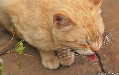 Кота рвет белой пеной