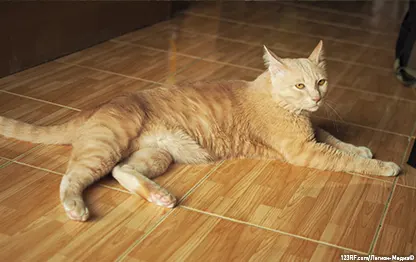 Атаксия у кошек