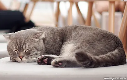Кот много спит