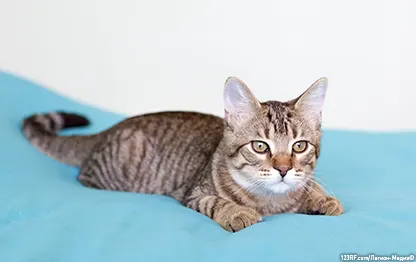Асцит у кошек