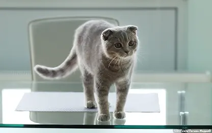 Что делать, если кошка ходит по столу