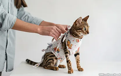Как проходит стерилизация кошки