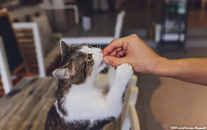 Кошка дышит ртом