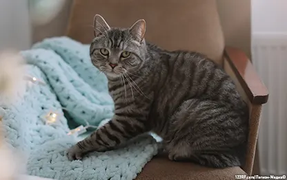 Идиопатический цистит у кошек
