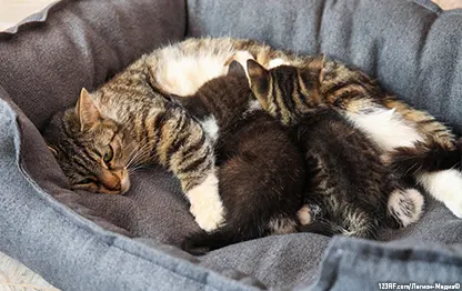 Скольких котят может родить кошка