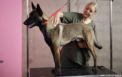 Холка у собаки – где?