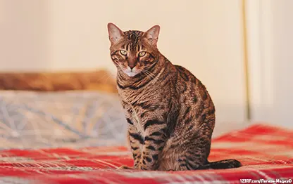 Кошка сходила в туалет на кровать