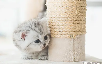 Как отучить котенка кусаться и царапаться?
