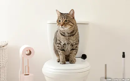Как приучить котенка к унитазу?