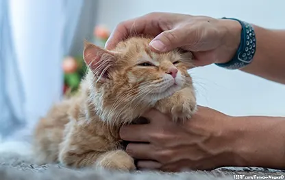 Как промывать глаза кошке