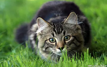 Что делать, если кошку укусила змея