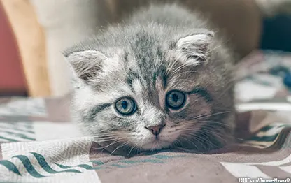 Что делать, если кота укусила пчела