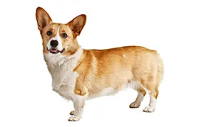 Корги