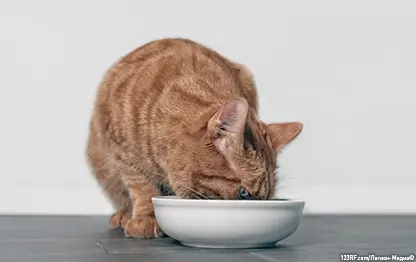 Можно ли кошкам молоко?