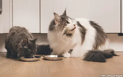 Можно ли котятам молоко?