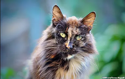 Черепаховая кошка