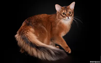 Окрасы кошек