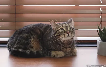 Как дать таблетку кошке или коту?