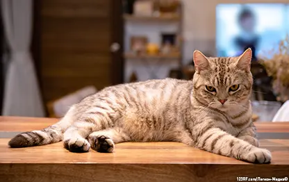 Пищевая аллергия у кошек