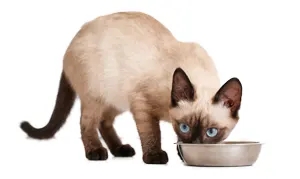 Тайская кошка