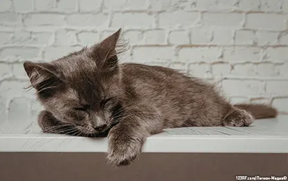 Почему у котенка слезятся глаза?