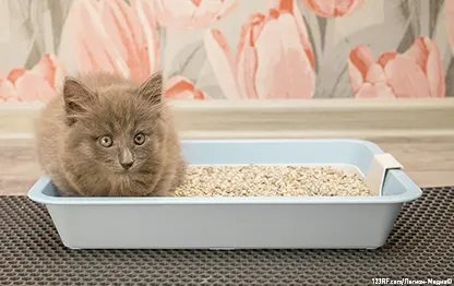 Почему котенок не какает?