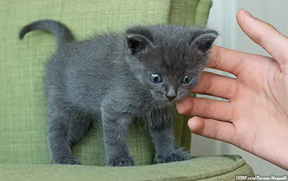 Как назвать серого котенка