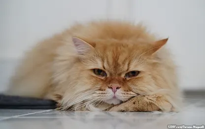 Струвиты у кошек: что это?