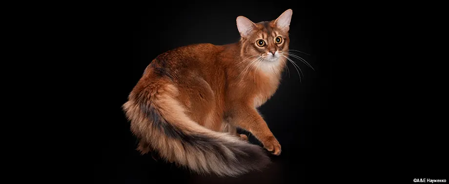 Окрасы кошек