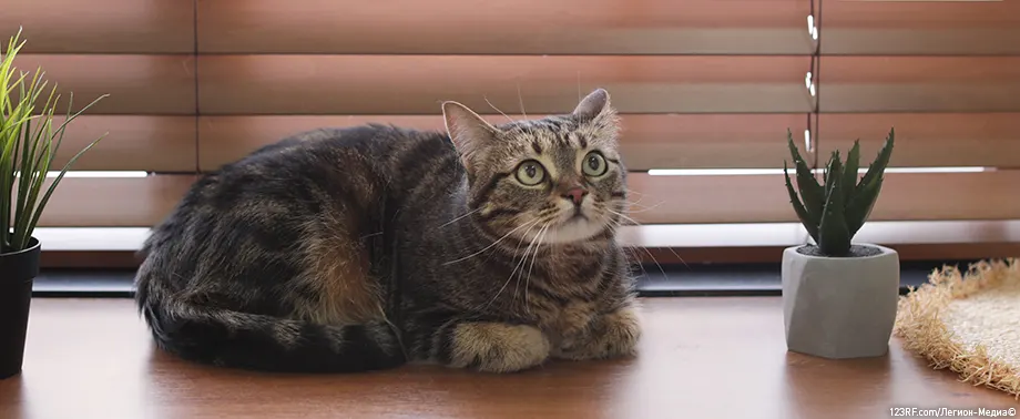 Как дать таблетку кошке или коту?