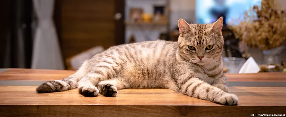 Пищевая аллергия у кошек 