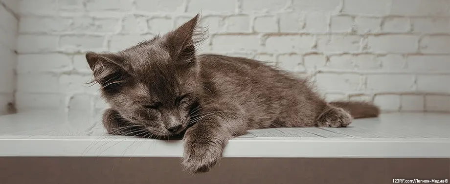 Почему у котенка слезятся глаза?