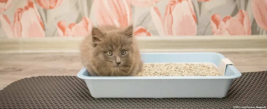 Почему котенок не какает?