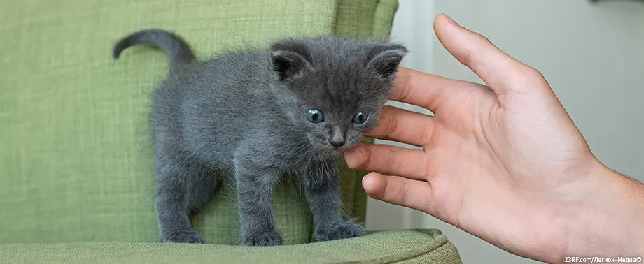 Как назвать серого котенка