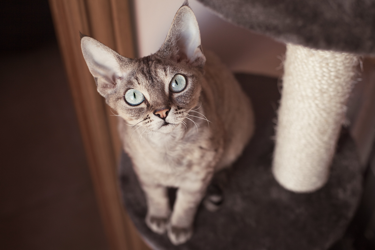 Как отучить котенка царапаться?