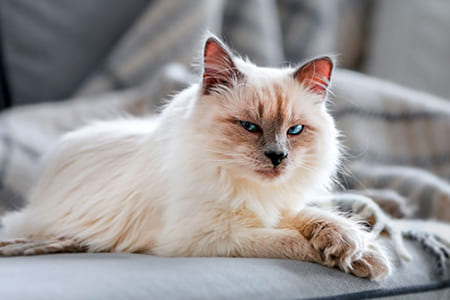 Почему у котенка ломаются усы?