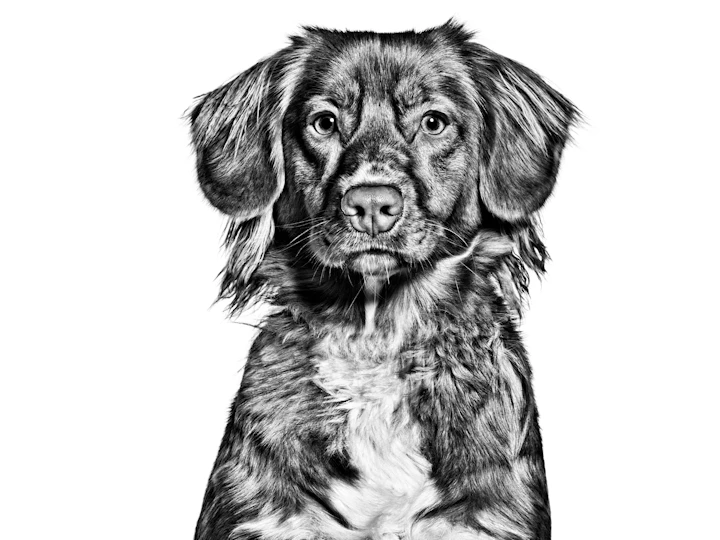 Новошотландский ретривер (Толлер): характер и описание породы | Royal Canin