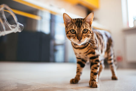 У котенка нарушен прикус: что делать?