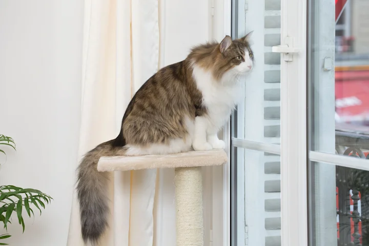Перелом хвоста у кошки