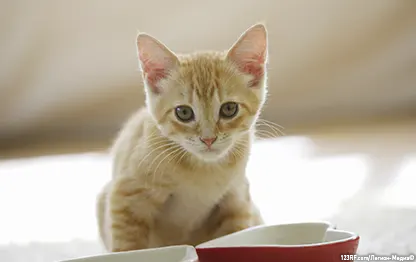 Как приучить котенка к сухому корму?