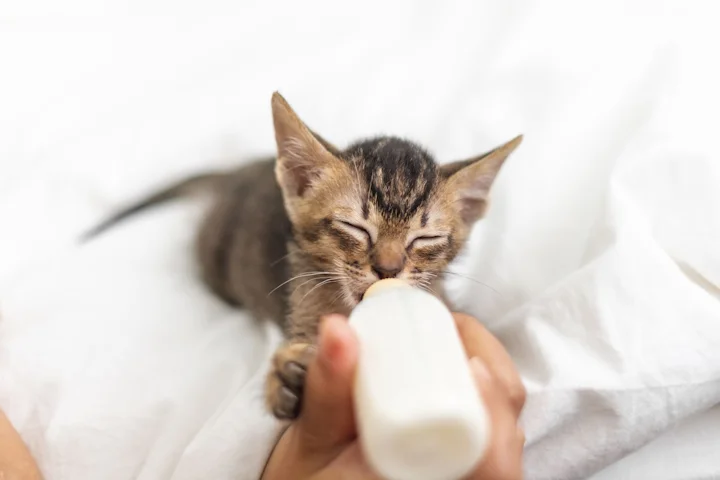 Как приучить котенка к сухому корму?