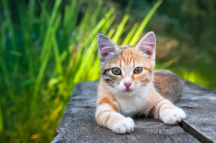 Подобрали котенка с улицы: что делать?