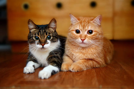 Как приучить котенка к когтеточке?