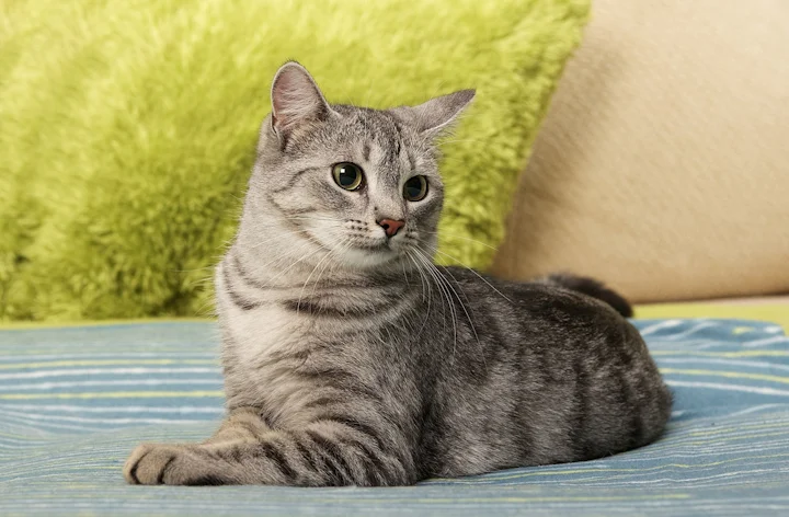 Котенок часто чихает