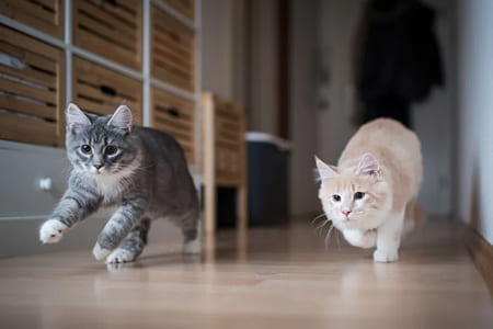 Половое созревание котенка