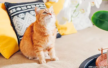 Нужно ли кастрировать кота?