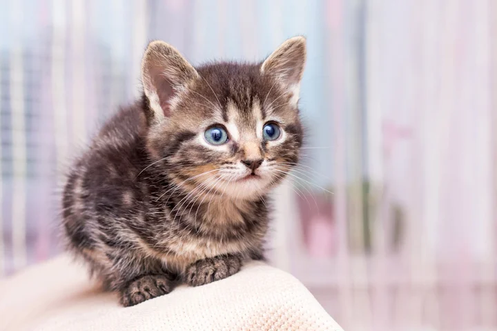 Чем кормить котенка в два месяца?