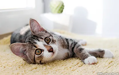 Каким влажным кормом кормить котенка?